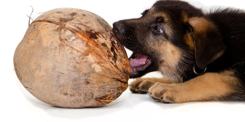 coconut oil- fad or superfood