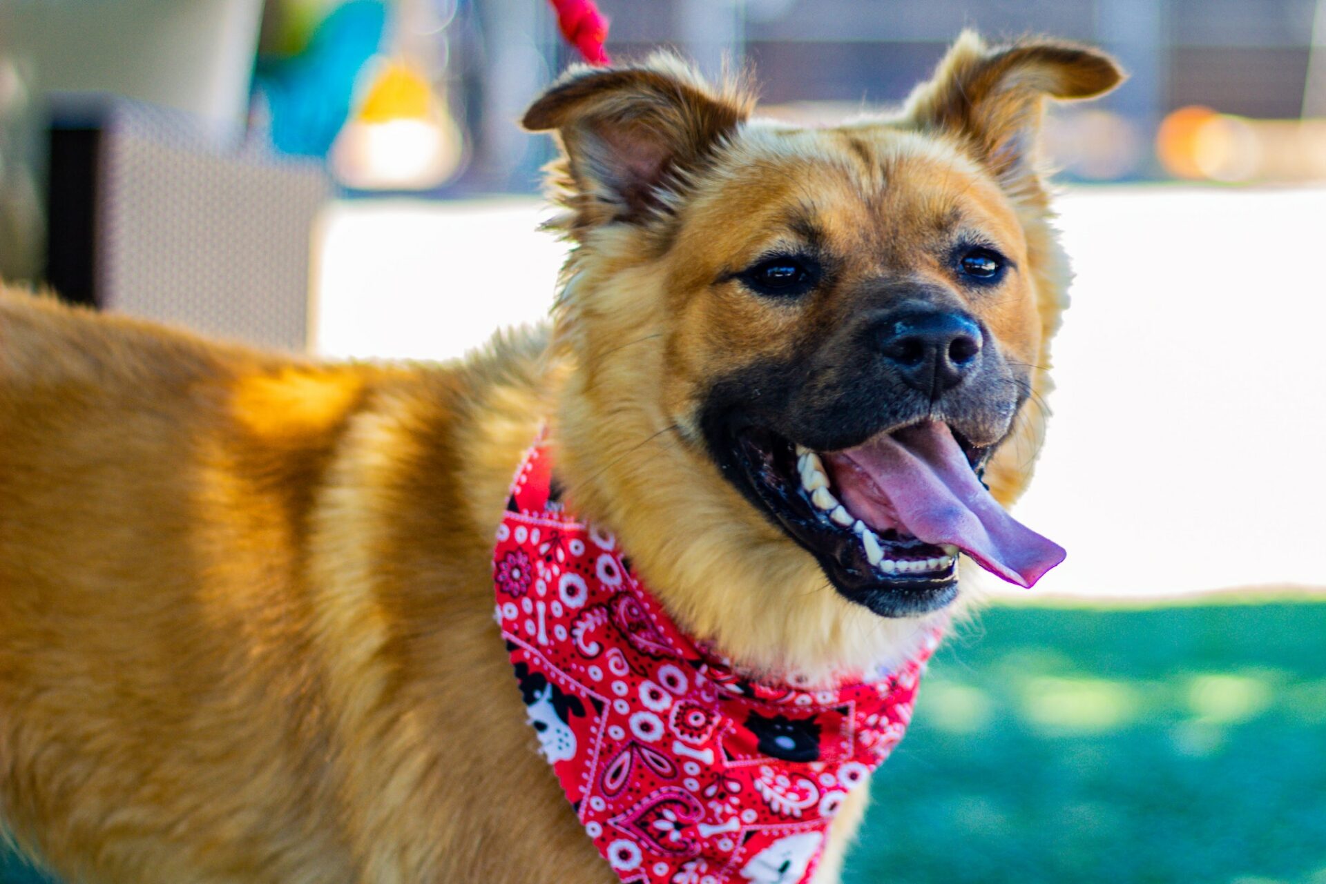 Behind the Scenes of Animal Rescues - SAVetshops